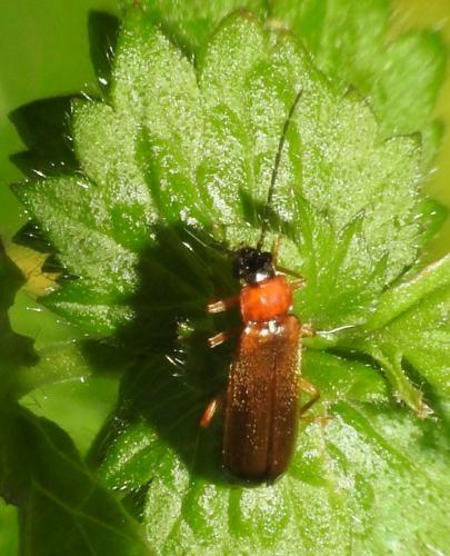 Rhagonycha lutea